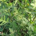 Engelmannia peristenia Fulla