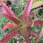 Aloe dorotheae List