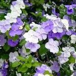 Brunfelsia pauciflora Çiçek