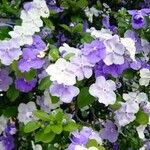 Brunfelsia pauciflora 花