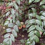 Mahonia aquifolium Folla