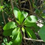 Solandra grandiflora Hostoa