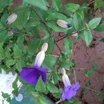 Thunbergia erecta Flower