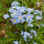 Myosotis scorpioidesফুল