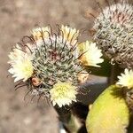 Mammillaria prolifera Leaf