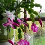Schlumbergera bridgesii Flor