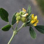 Medicago italica Levél