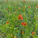 Adonis aestivalis Flors