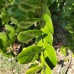 Myristica fragrans Leaf