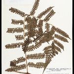 Cyathea cyatheoides Folla