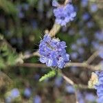 Phacelia distans Kukka