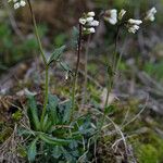 Arabis scabra Alia