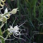 Habenaria helicoplectrum Flower