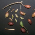 Siparuna decipiens Meyve