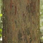 Protium apiculatum Kabuk