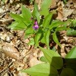 Lathyrus vernusപുഷ്പം