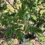 Sorbus domestica Feuille