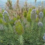 Echium webbii Flors