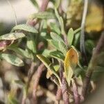 Alyssum diffusum Leaf