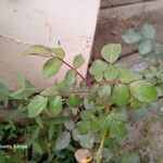 Rosa moyesii Leaf