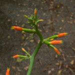 Gurania lobata Flower