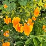 Eschscholzia californicaFlower