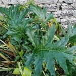 Acanthus mollisList