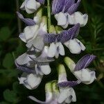 Vicia sylvatica Fleur
