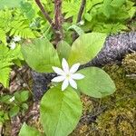 Lysimachia europaea Floare