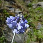 Primula bellidifolia Flor