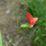 Lathyrus sphaericus Цвят