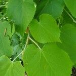 Tilia platyphyllos Leaf