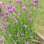 Allium schoenoprasum عادت