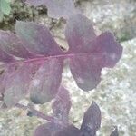 Lactuca muralis Leaf
