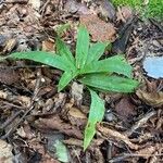 Carex plantaginea Leaf