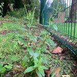 Epilobium roseum Fuelha