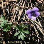 Viola pinnata Habit