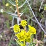 Euphorbia arvalis