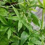 Cyclanthera pedata 葉