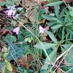 Campanula rotundifolia Celota