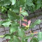Acer tataricum Fruto