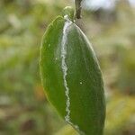 Marsdenia tylophoroides फल