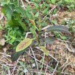 Tadehagi triquetrum Leaf