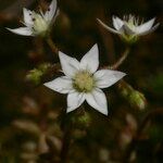 Sedum monregalense Blomma