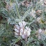 Astragalus sempervirens 花