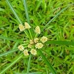 Cyperus luzulae Flower