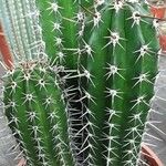 Pachycereus pecten-aboriginum Hábito