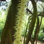 Diaphananthe fragrantissima Floro