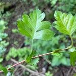 Crataegus rhipidophylla Leaf