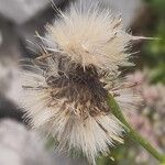 Cirsium erisithales Плод